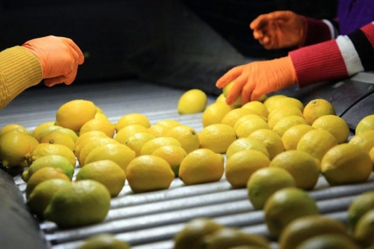 Limon ihracatında Irak ilk sıraya yükseldi
