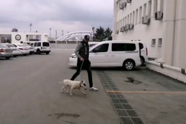 Ankara'da cins köpek hırsızına tutuklama