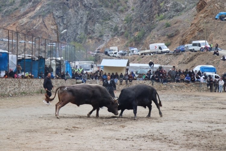 Boğa güreşleri başladı