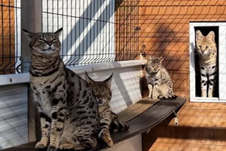 Egzotik kedi ticareti çetesi çökertildi