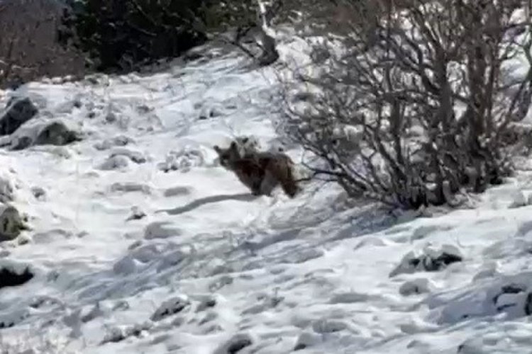 Köpek sesi çıkararak ayının dikkatini çekmeye çalıştı