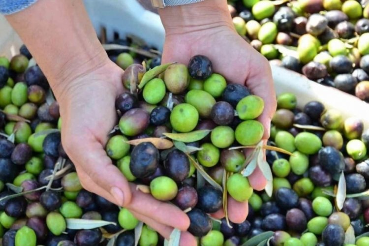Bursa'da zeytin dane desteği başvuruları başladı! Son güne dikkat...