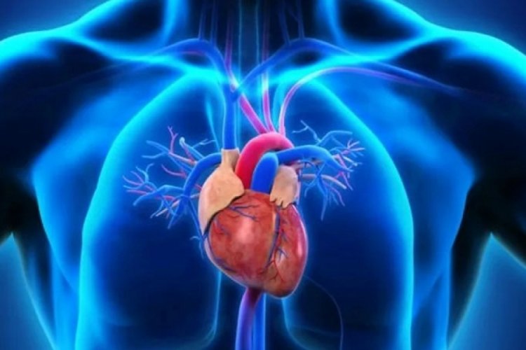 Aort damarı nedir? Aort yırtılması (diseksiyonu) nedenleri, belirtileri nelerdir?