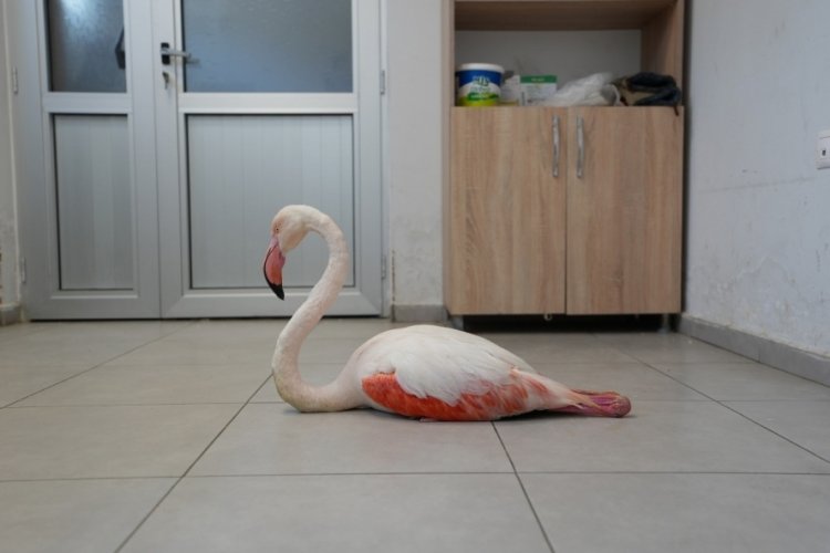 Yaralı flamingo tedavi edilerek doğal yaşama geri bırakıldı