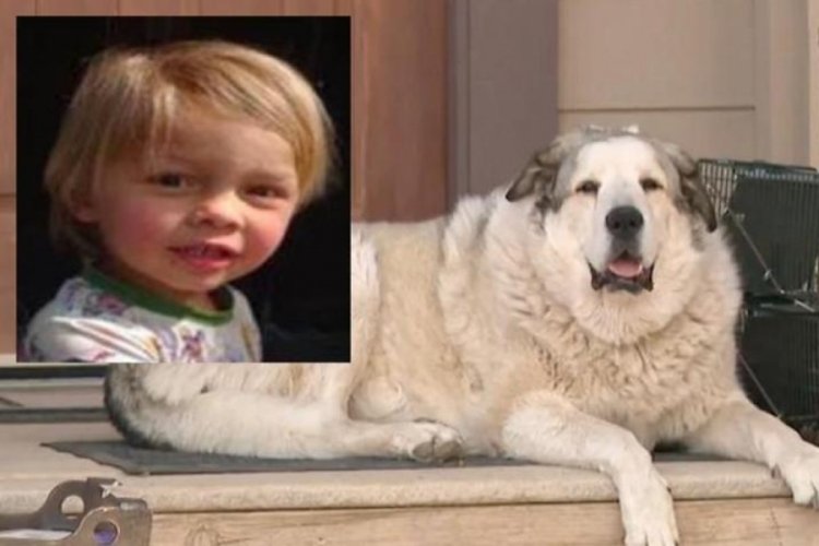 Arizona Çölü'nde geceyi yalnız geçiren çocuğu çoban köpeği kurtardı!
