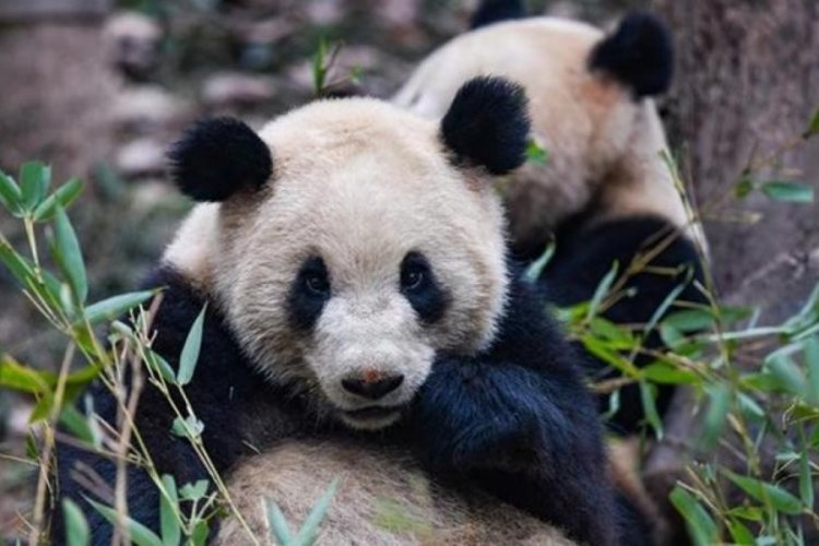 Çin, Avusturya'ya iki dev panda gönderdi