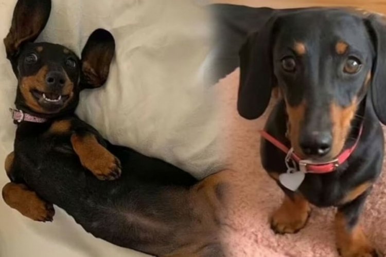 Kayıp köpek 529 gün sonra bu yöntemle bulundu