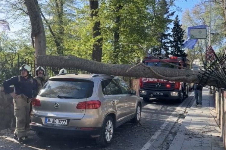 İstanbul'da şiddetli rüzgarda ağaç otomobilin üzerine devrildi