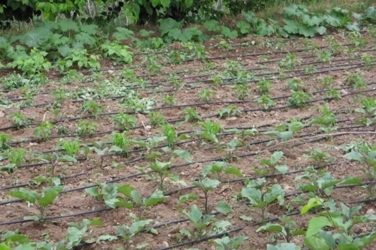 Tarımsal sulamada "kamu spotu" önerisi