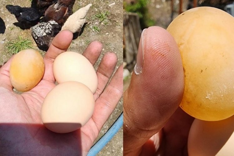 Bu nasıl tavuk yumurtası?