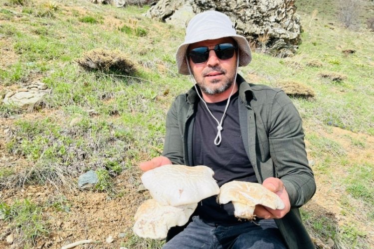 Bu mantarlar çok yüksekte!