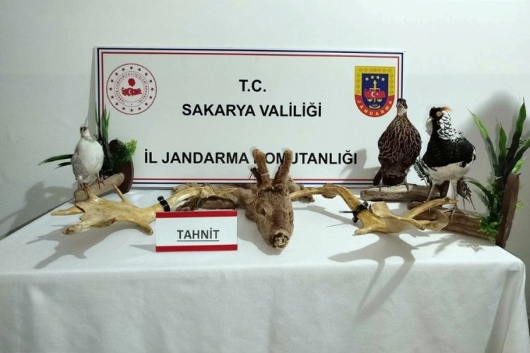 Hayvanat bahçesi gibi ev!