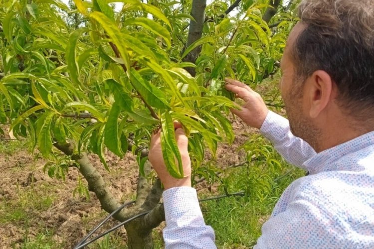 Bursa'da zirai dondan etkilenen bahçelerde hasar tespit çalışmaları sürüyor!