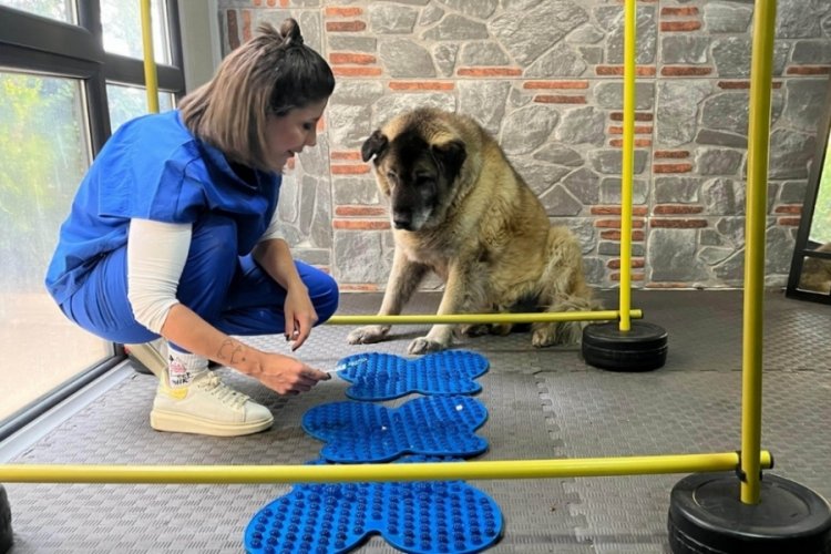 Obez köpek 3 ayda 10 kilo verdi