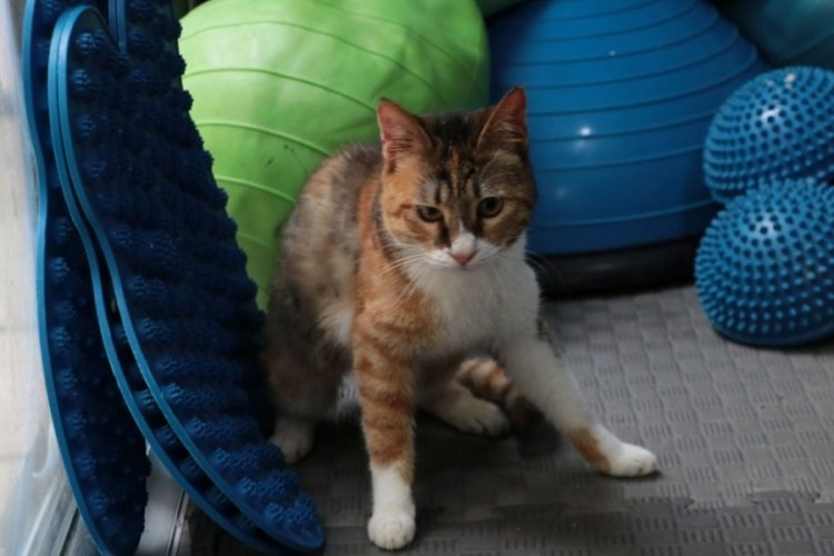 Depremzede kedi 'Defne' 2 yıldır yuva arıyor