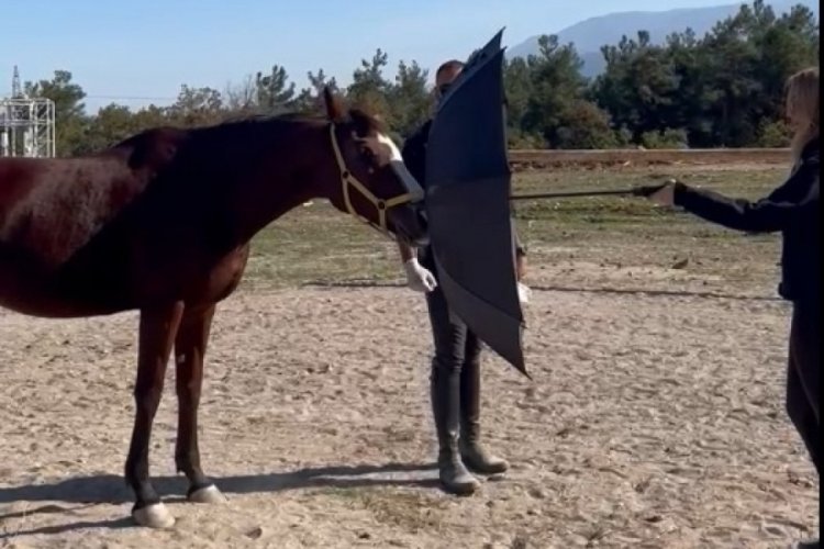 Bursa'da atları 'clicker' ile eğitiyorlar!