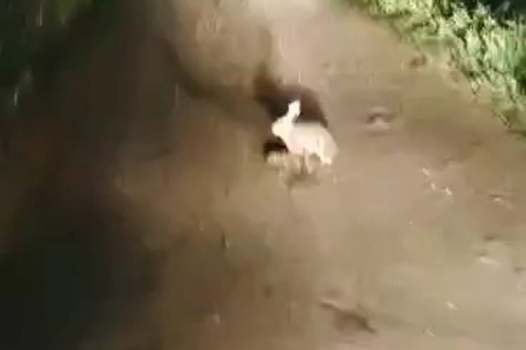 Korkmadı, kaçmadı... "Ana yüreği korku tanımaz"