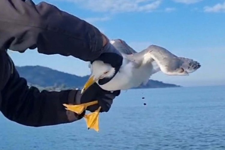 Muğla'da amatör balıkçı, oltasına dolanan martıyı kurtardı