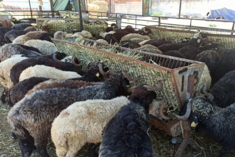 Bursa'nın o ilçesinde kurban satış ve kesim yerleri için son başvuru tarihi yarın!