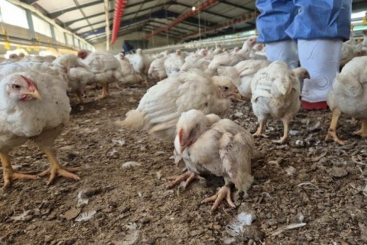 Tavuklar açlıktan birbirlerini yedi!
