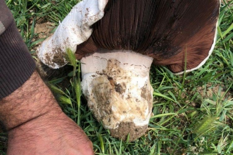 Görenler hayrete düştü: Bu kadar büyük olur mu?