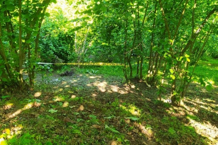 Ordu'da yaşlı adam, fındık bahçesinde ölü bulundu