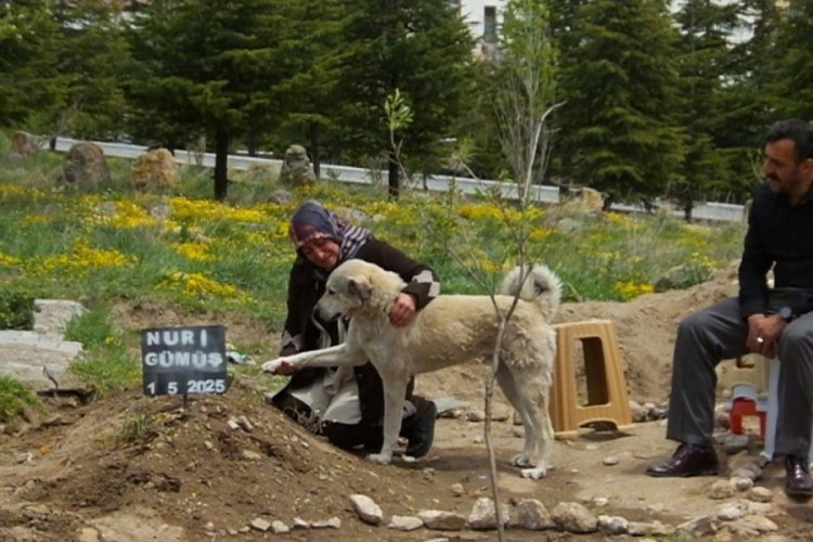 Sahibinin mezarının başından ayrılmıyor! ''Sanki bize bir şeyler anlatıyor..."