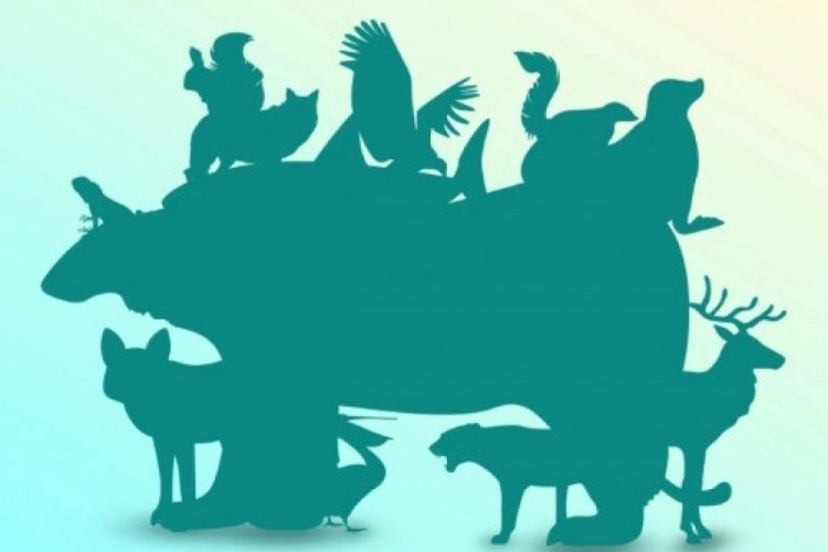17 saniyelik bulmaca: Resimde kaç hayvan var? Dahiler buldu bile!