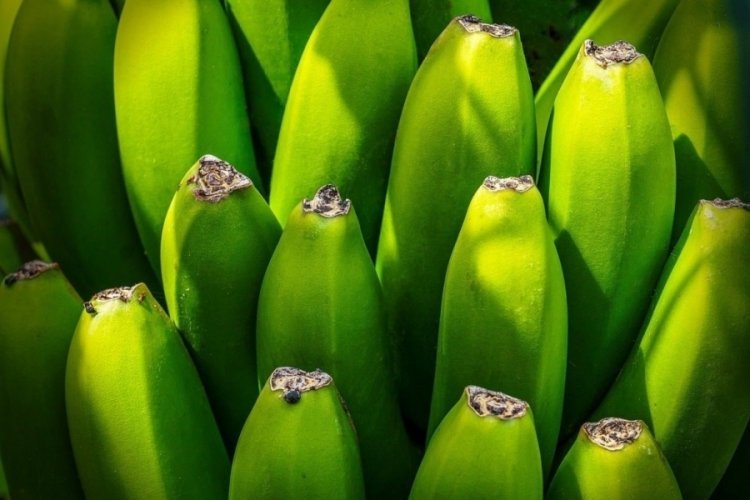 Yeşil muz kanser avcısı çıktı! Günde 1 adet tüketmek bile yeterliymiş