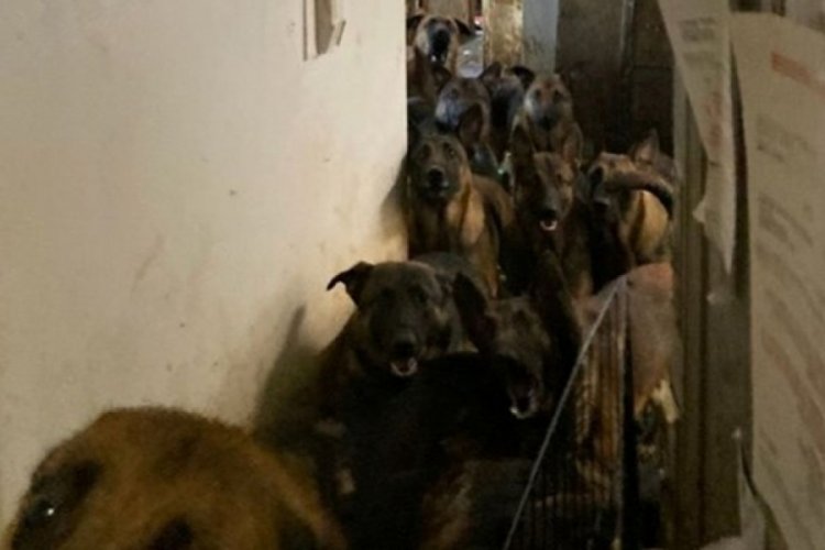 Apartman dairesi boşaltıldı: 48 köpek çıktı!