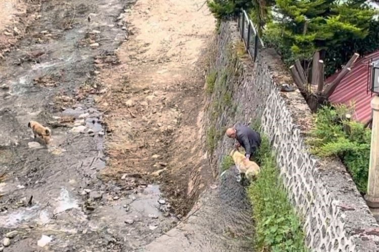 Bursa'da kangal köpekler derede mahsur kaldı!