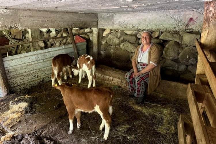 İnek dördüz doğurdu, aile büyük sevinç yaşadı