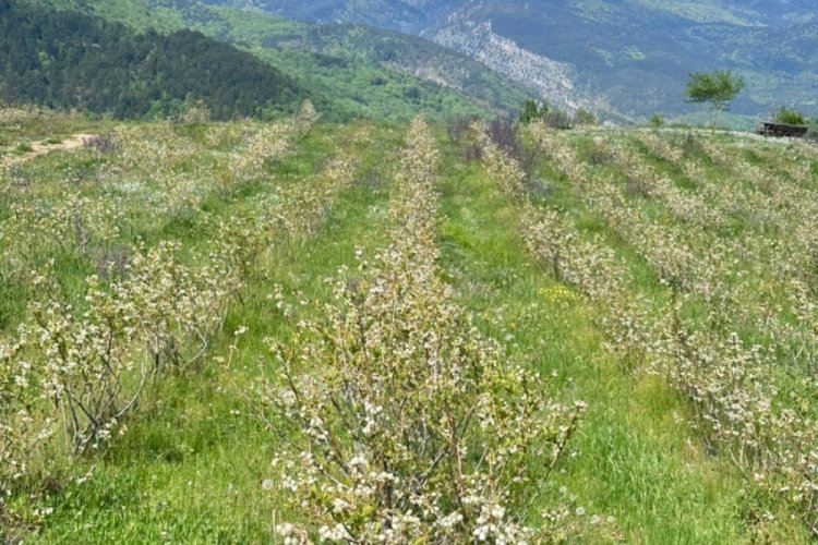 Bursa'da üreticisine servet kazandıran ürün için birlik zamanı!