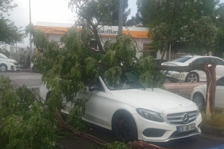 Lüks otomobil devrilen ağacın altında kaldı