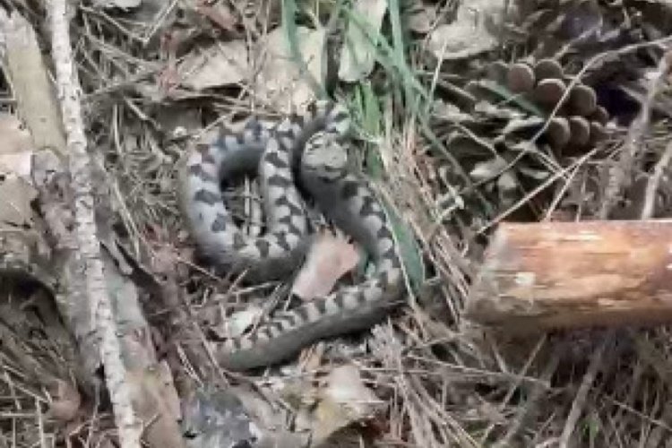 Yılana sopayla yaklaşınca... Panik içinde kaldı!