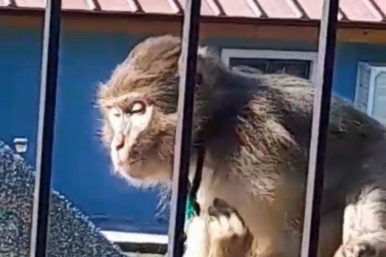 Muğla'da firari maymun paniği