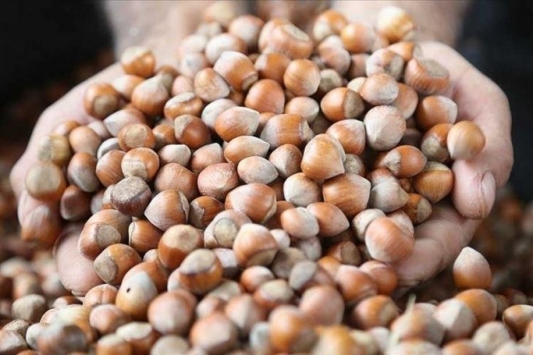 Fındık fiyatı ne kadar? Fındık kaç TL? (13 Mayıs 2025)