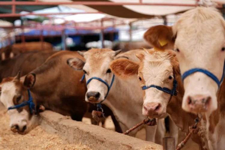 Bakanlık açıkladı! İşte Kurban Bayramı'nda alınacak sıkı tedbirler