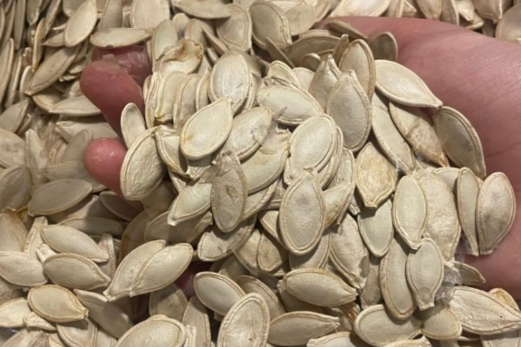 Kabak çekirdeğine "Salmonella", zencefile "Bacillus cereus" nasıl bulaşıyor