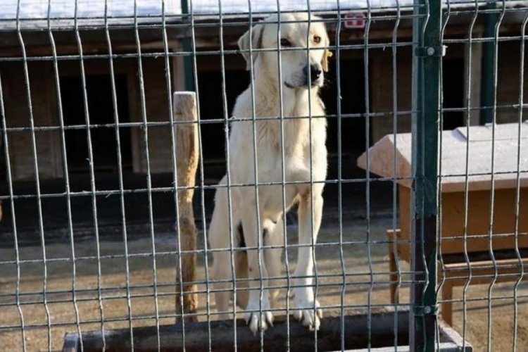 Bursa'da o belediyeden barınakta köpeklerin öldürüldüğü iddiasına açıklama