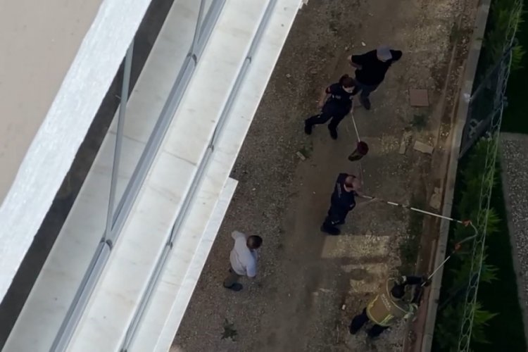 Bursa'da ortaya çıkmaya başladılar! Deprem habercisi mi?