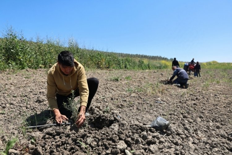 Nilüfer Belediyesi Konaklı'ya 800 zeytin fidanı dikti