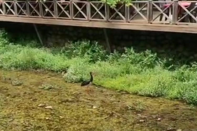 Bursa'da aniden görüldü: Vatandaşlar hemen kayda aldı!