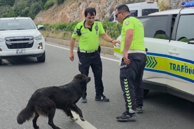 Zincirleme kazadan sonra yol ortasında kalan köpeğe polis sahip çıktı
