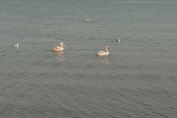 Pelikanlar İznik Gölü'nü süsledi