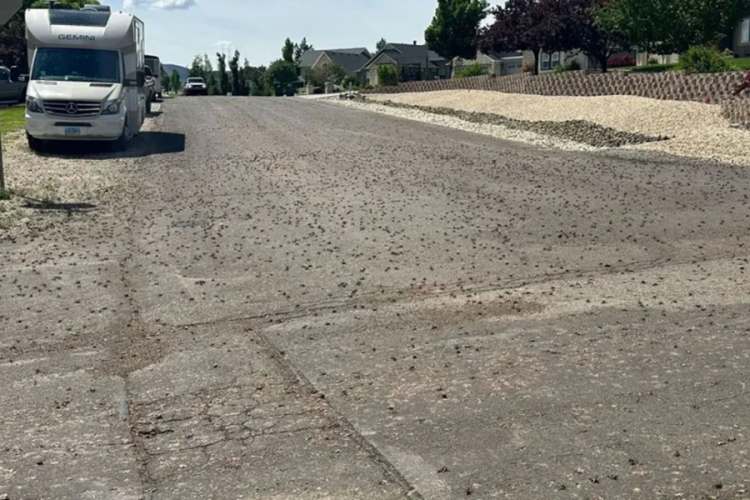 Tamamen istila ettiler! Halk onlara 'kıyametin habercisi' diyor
