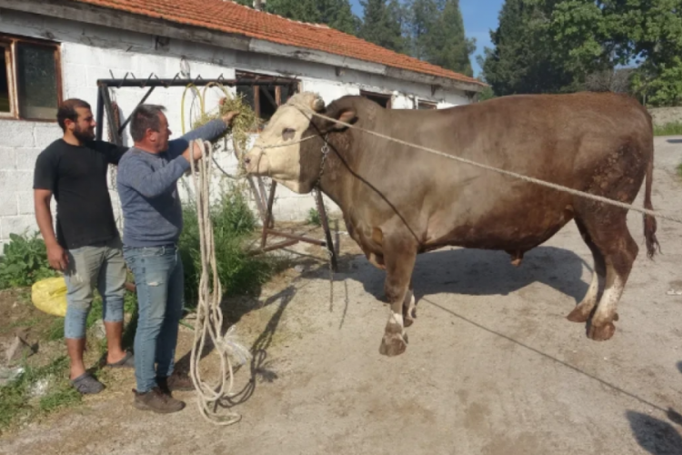 Kurbanlık fiyatları cep yakıyor! 1.5 tonluk boğanın fiyatı dudak uçuklattı