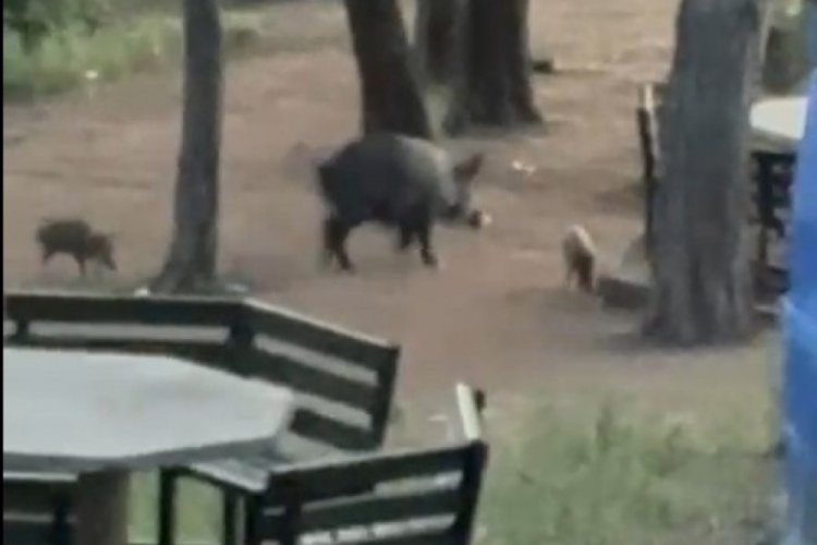 Bursa'da piknik alanında gördüklerine inanamadılar!