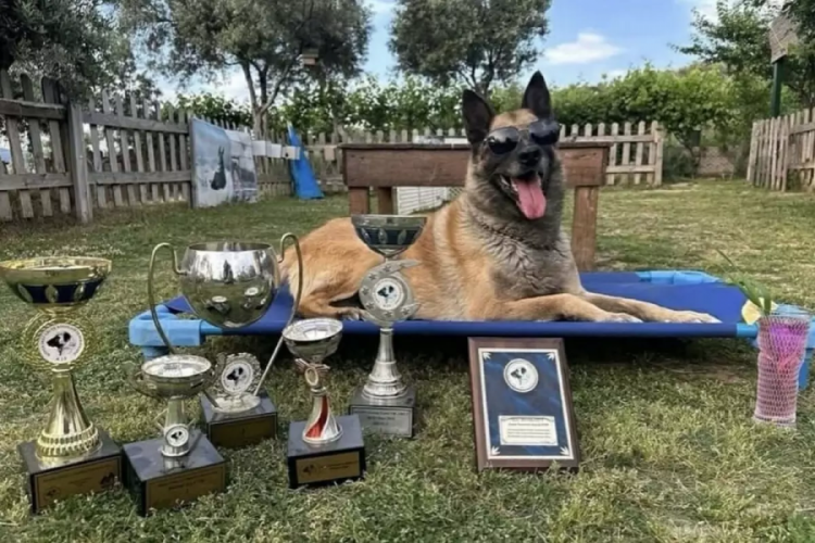  Kahraman köpek 'Bob' hayatını kaybetti