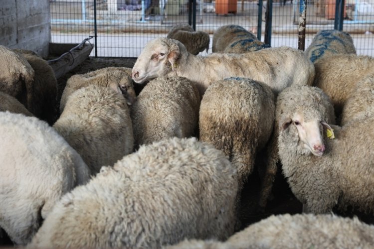 Bursa'nın o ilçesi Kurban Bayramı'na hazır